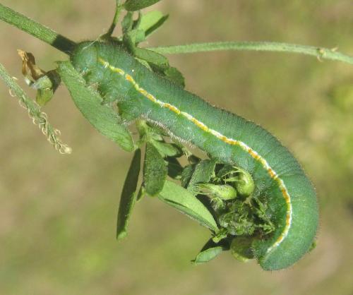 Colias hyale